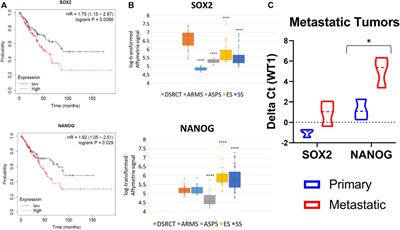 Desmoplastic small round cell tumor cancer stem cell-like cells resist chemotherapy but remain dependent on the EWSR1-WT1 oncoprotein